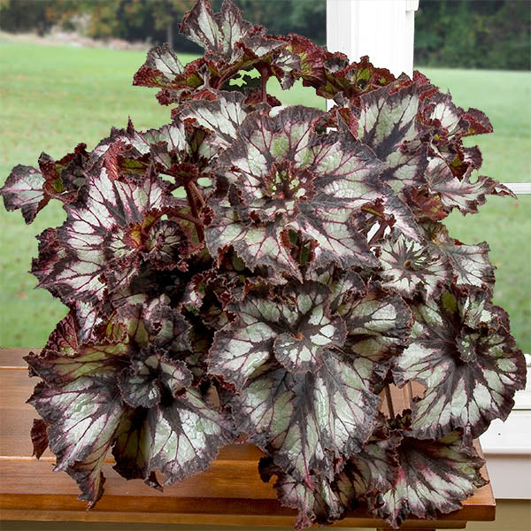 Begonia 'Super Curl' For Sale – Logee's Plants