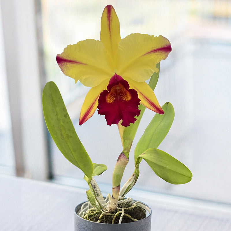 Rlc. Orchid Dora Louise Capen 'Lea' AM/AOS For Sale – Logee's Plants