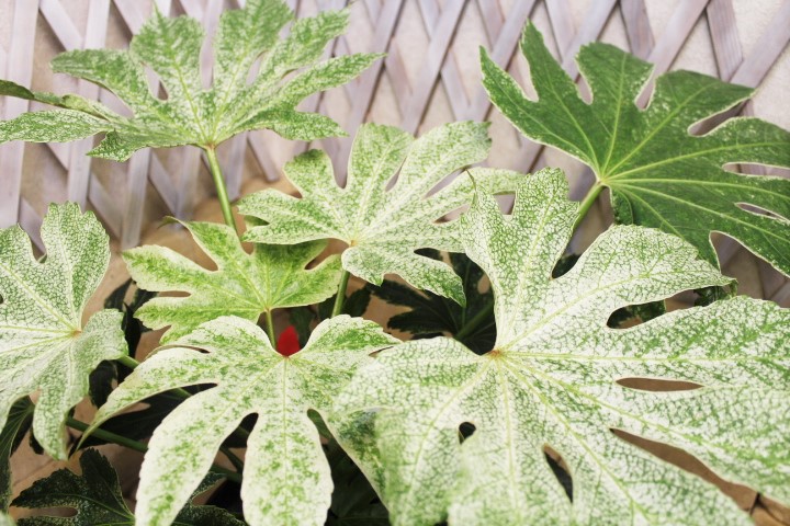 観葉植物 種類/ヤツデ スパイダーウェブ プラスチック鉢 高さ約60cm