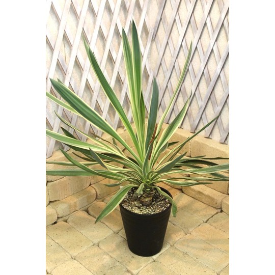 観葉植物 種類/ユッカ エレファンティペス 斑入り プラスチック鉢 高さ