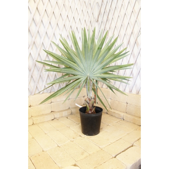 観葉植物 種類/ビスマルキア ノビリス シルバー 高さ約90cm