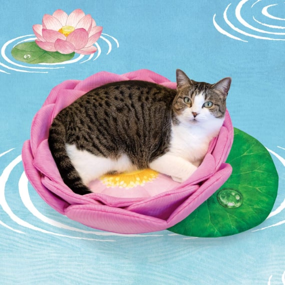 尊い猫さまを拝もう！猫用ベッド「蓮の花にゃんこクッション」が完成
