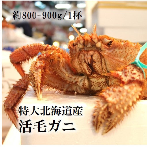 鮮魚通販［豊洲 Okawari 鮮魚店］特大活毛ガニ 最高級品 北海道産 約