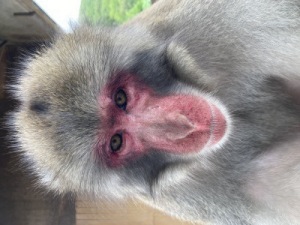 お猿の紹介