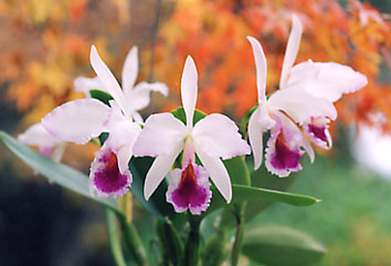 Lc. Exotic Smile - カトレアの部屋 Abiko Orchid Room -