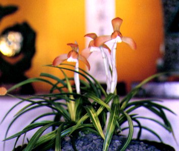 春蘭花物銘鑑