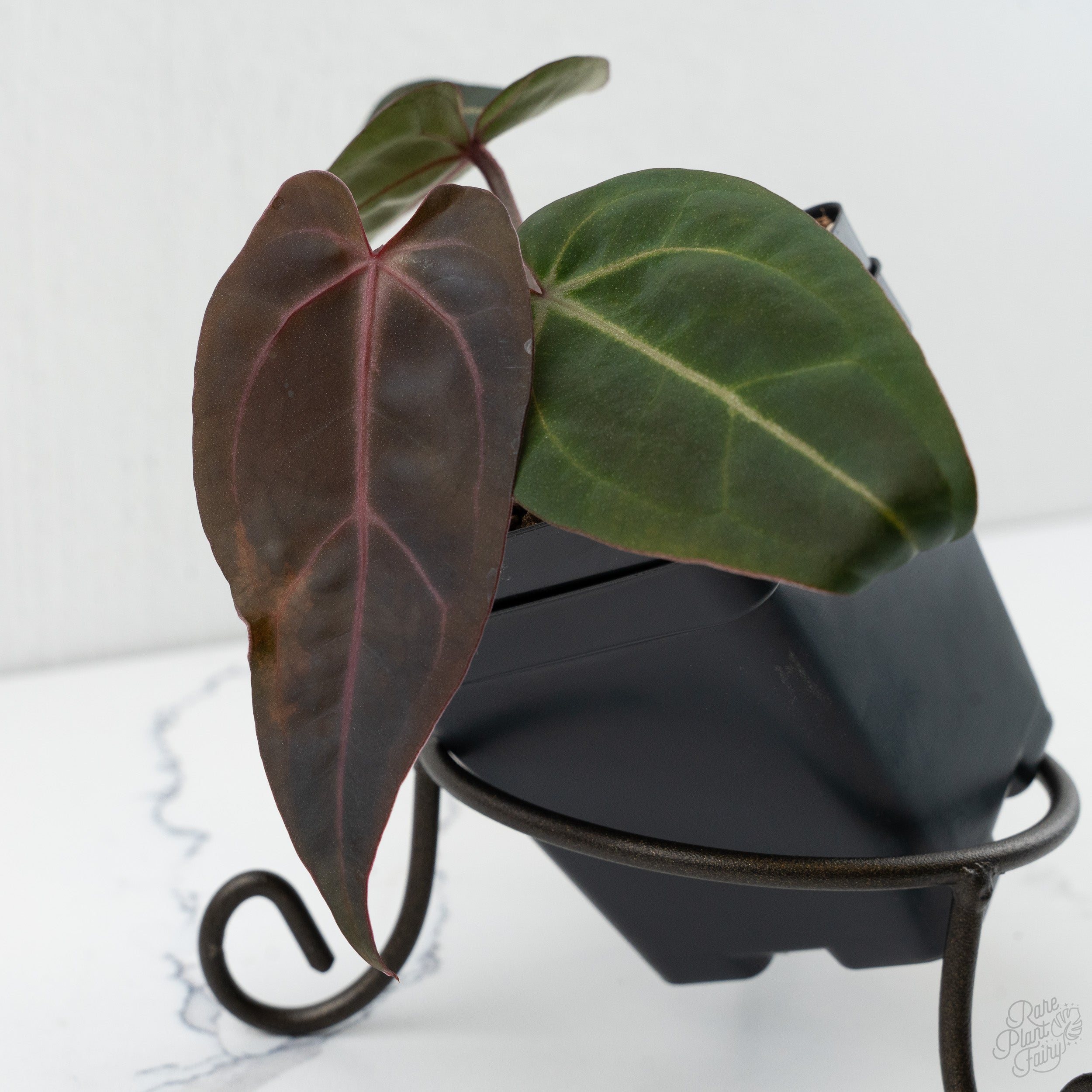 Anthurium Dark & Handsome '9' x Minerva '20' by DocBlock® (wk8-O
