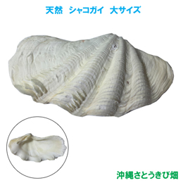 シャコガイ(シャコ貝) 大サイズ/りゅうか商事 沖縄サトウキビ畑