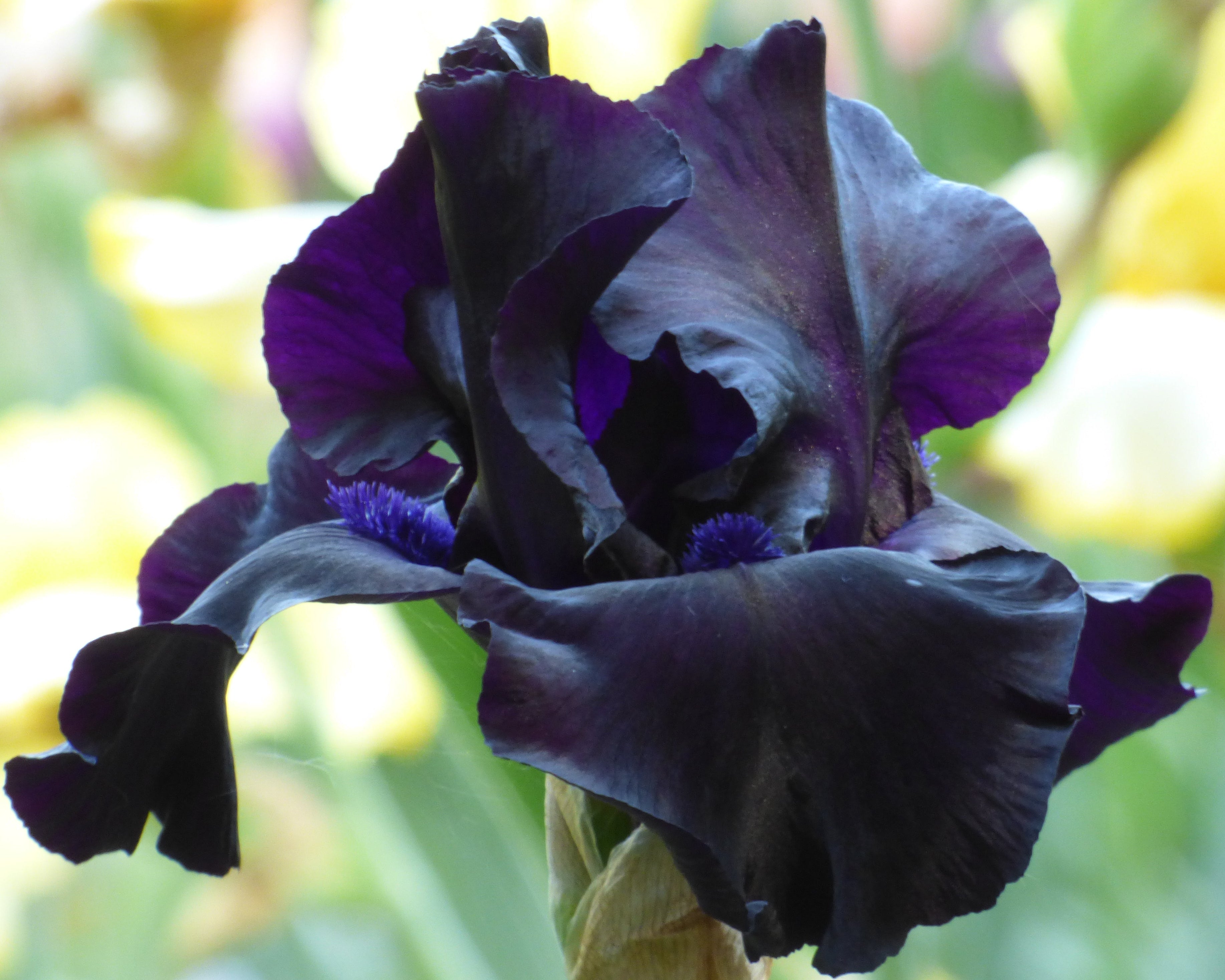 Black Suited | Tall Bearded Iris – Schreiner's Gardens