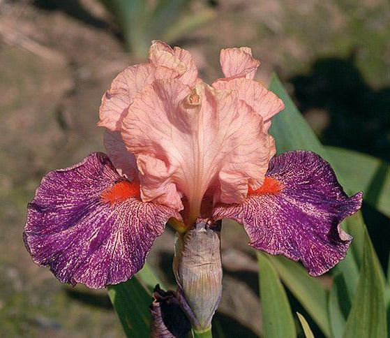 Frisky Frolic | Intermediate Bearded Iris – Schreiner's Gardens