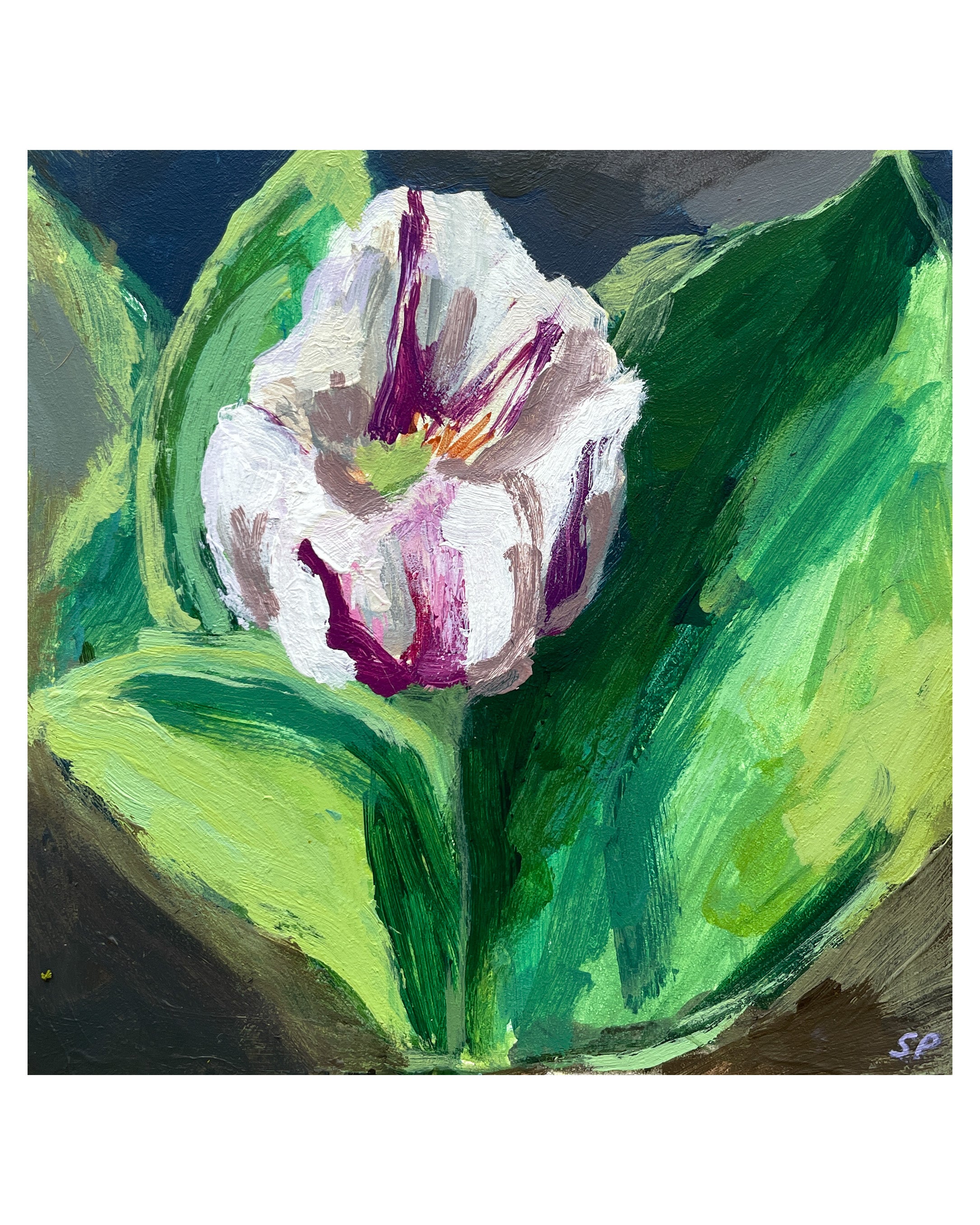Tulip no.2 – Sara Parker