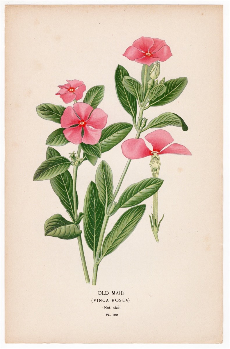 1897年 Step 庭と温室のお気に入りの植物 Pl.180 キョウチクトウ科