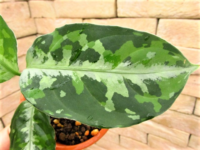 Aglaonema pictum tricolor 西スマトラ産のワイルド個体 | 希少植物の