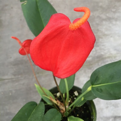 Anth. Pigtail - Red (4