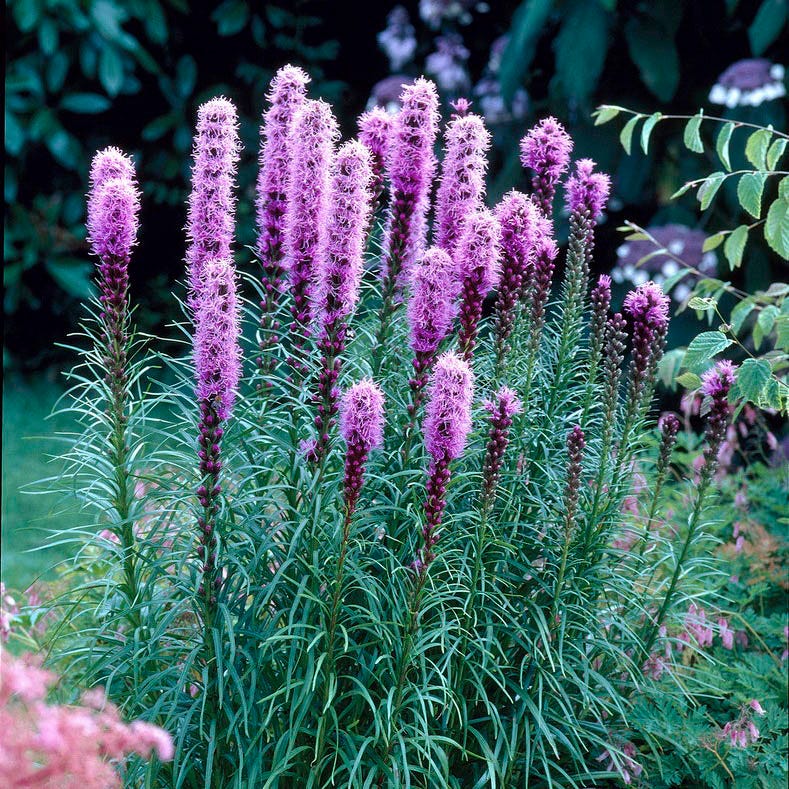 Floristan Violet Blazing Star, Liatris | American Meadows