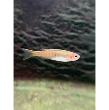 オレンジグリッターダニオ Danio choprai 【アクアフィールド】熱帯魚