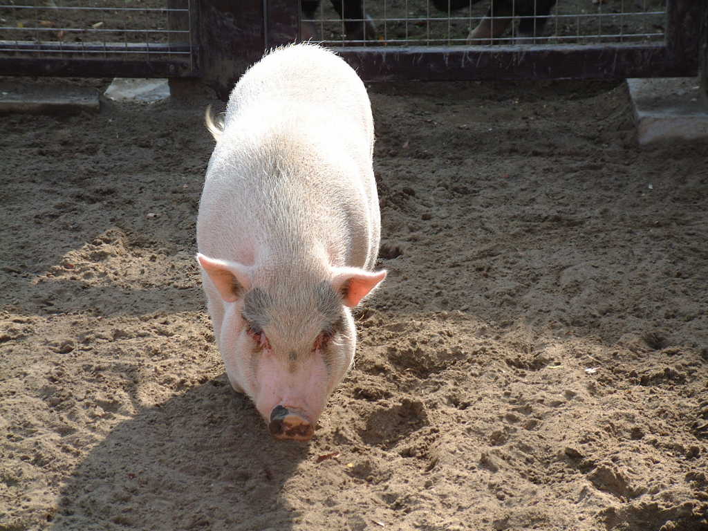 ミニブタ（ポットベリーピッグ） - 動物図鑑 - 動物写真のホームページ