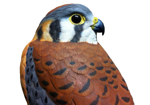 野鳥動画フィールドノート - 桜オオルリ カービング