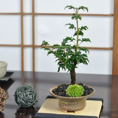 獅子頭もみじの盆栽を販売｜盆栽妙 – 盆栽妙 本店