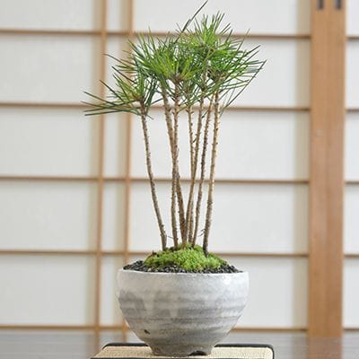 黒松の寄せ植えの盆栽｜盆栽妙 – 盆栽妙 本店