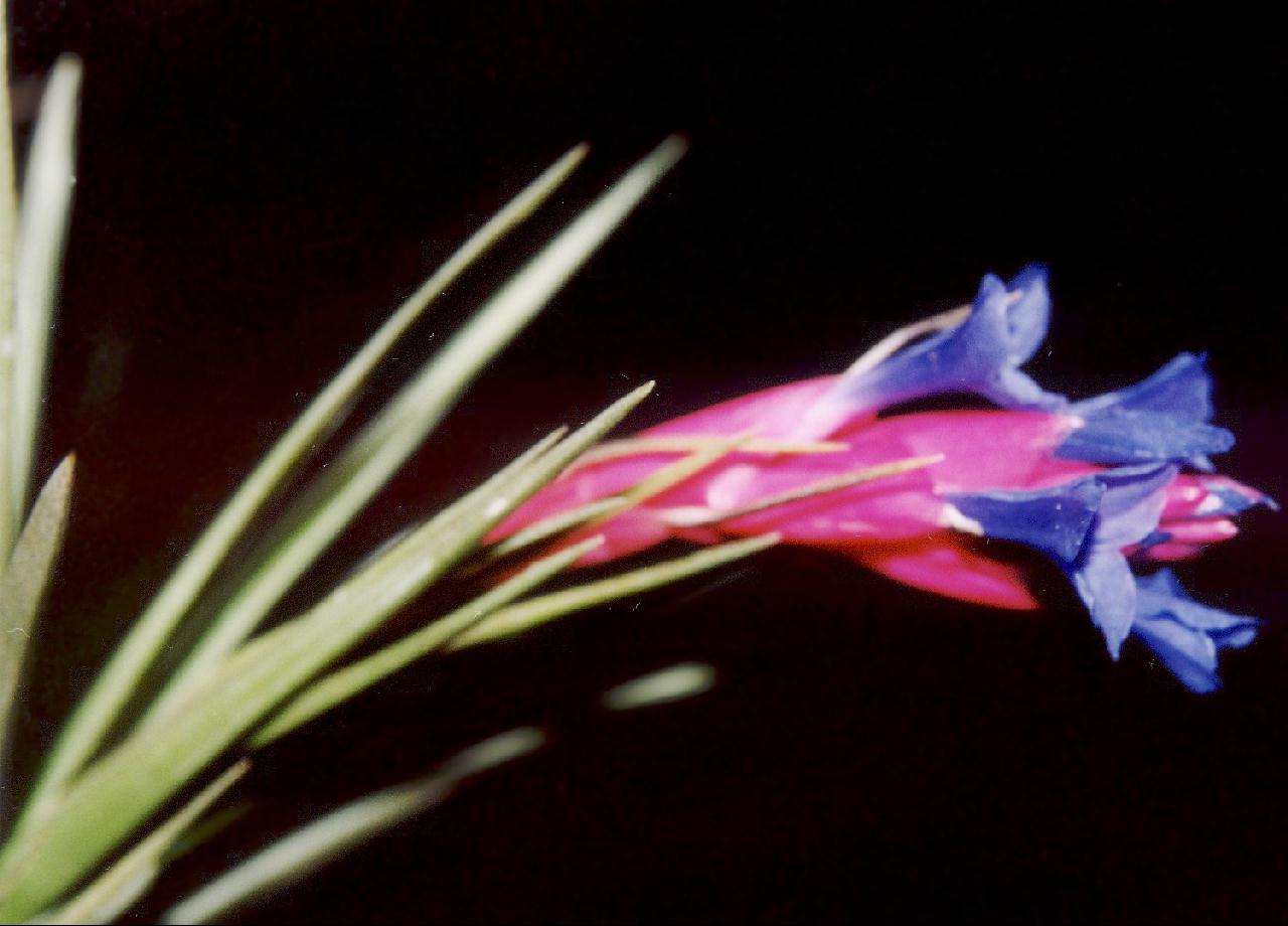 Bromeliads in Australia - Tillandsia aeranthos