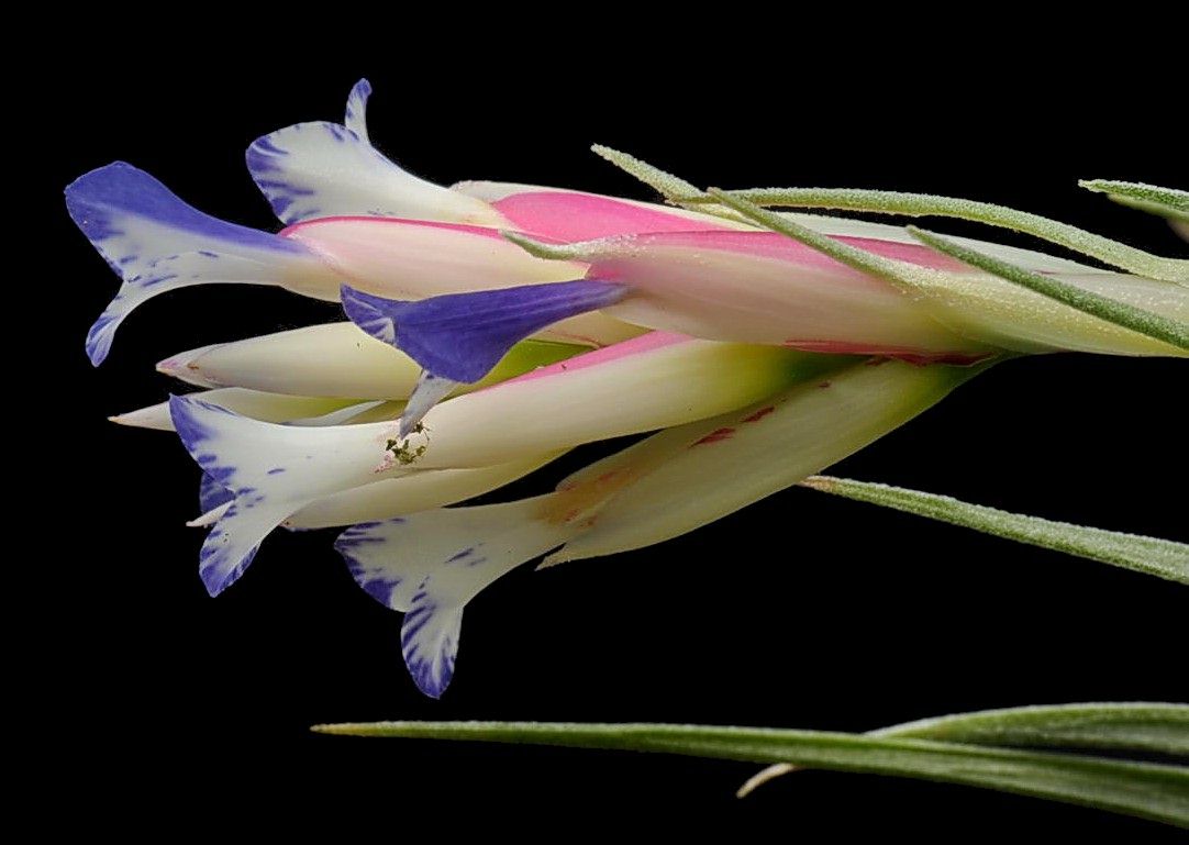 Bromeliads in Australia - Tillandsia aeranthos
