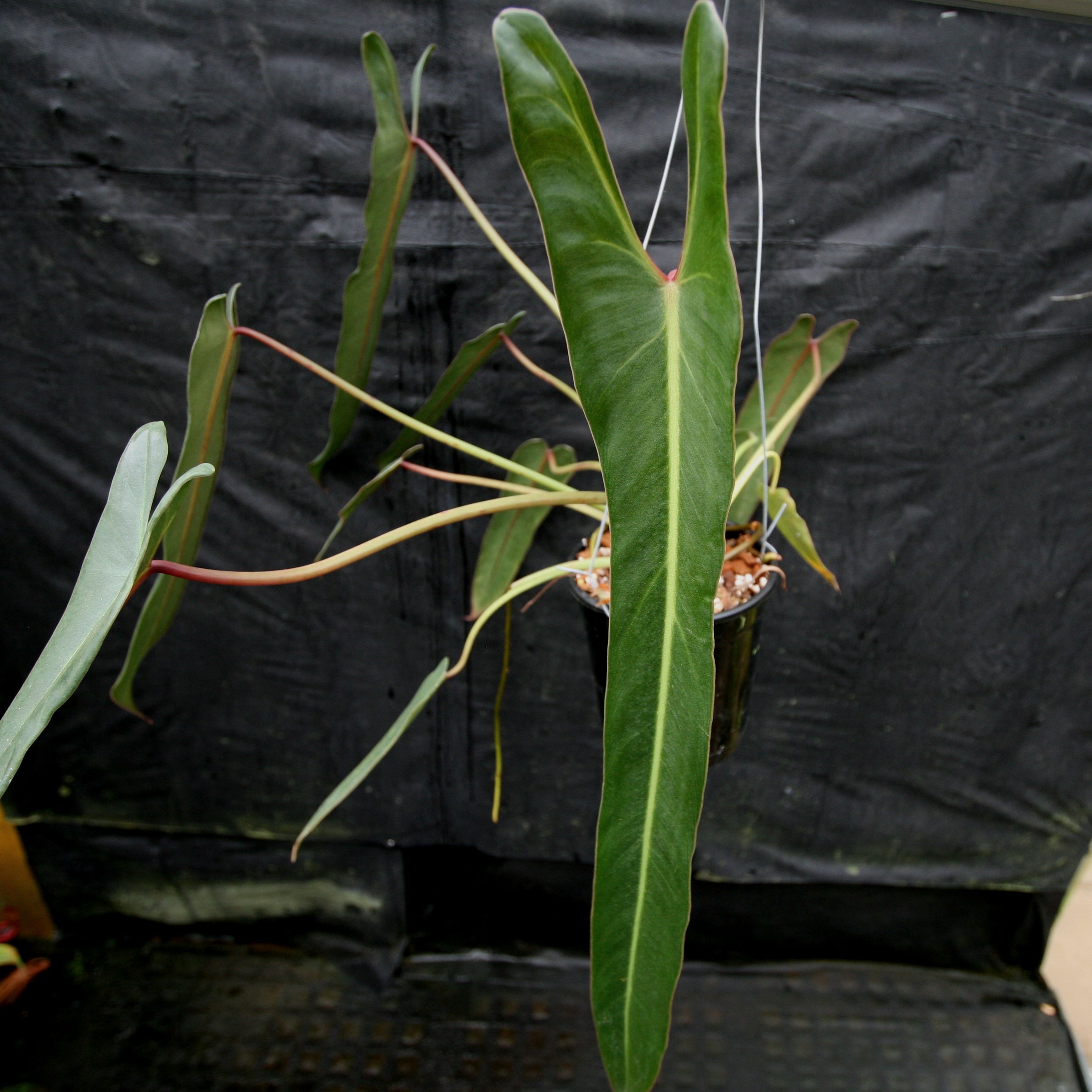 Philodendron spiritus sancti – Carnivero