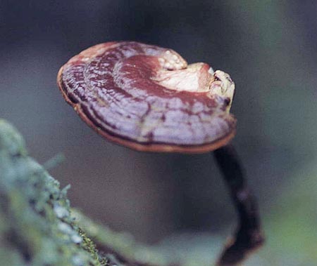 霊芝（マンネンタケ）