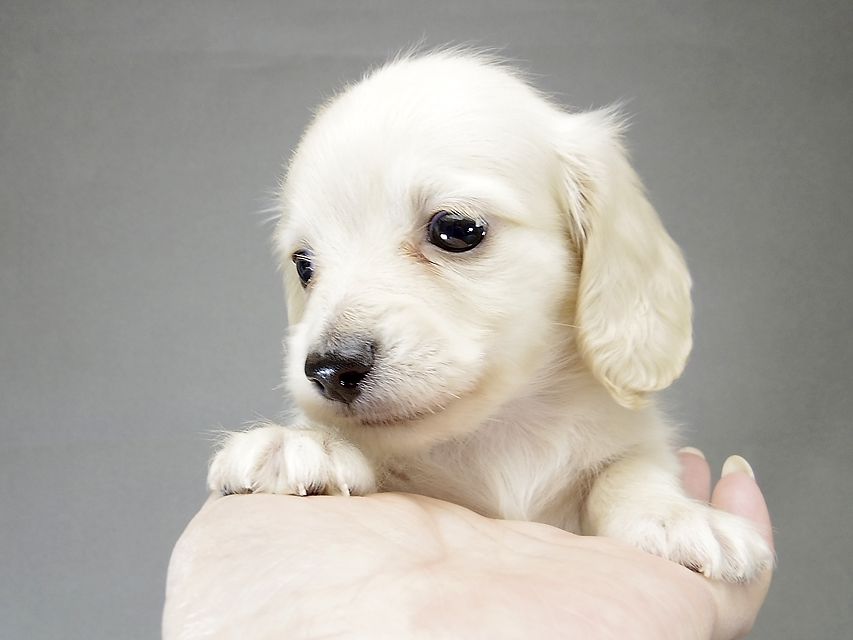 シェリーTiとクッキーの子犬 ピュアクリーム男の子① ダックスフンド