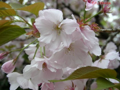 このはなさくや図鑑（大沢桜）