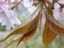 このはなさくや図鑑（大沢桜）