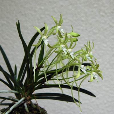 緑花風蘭の小部屋 ～着生蘭栽培へのいざない～ / Ginshiba & Epiphytic