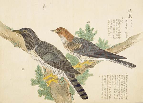 須加五々道 花鳥画「ホトトギス」 日本画 須加五々道 花鳥画