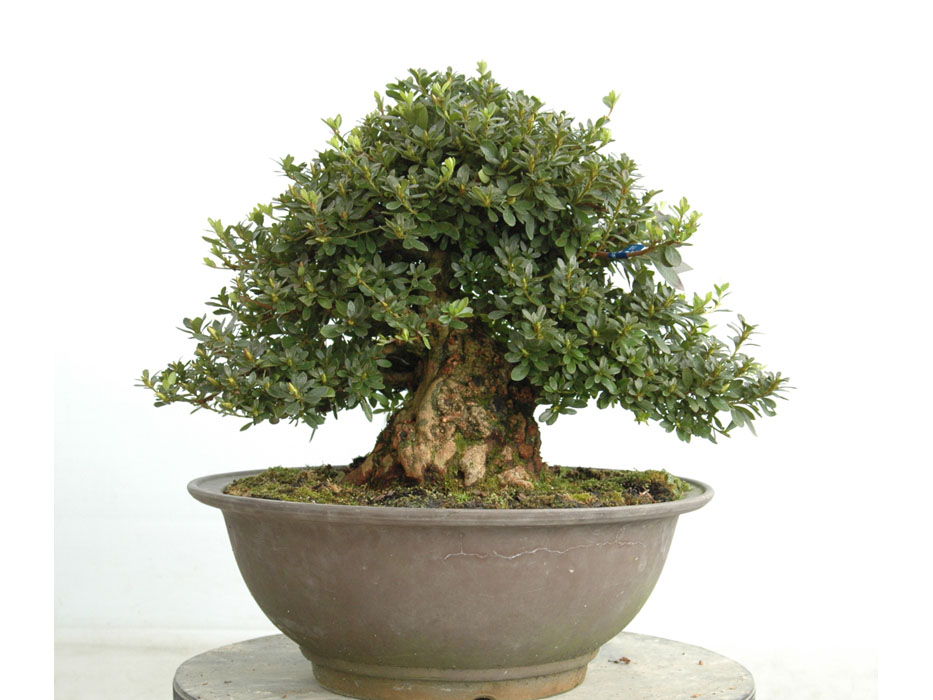 好月 こうげつ : ヤマカ園芸, 皐月販売