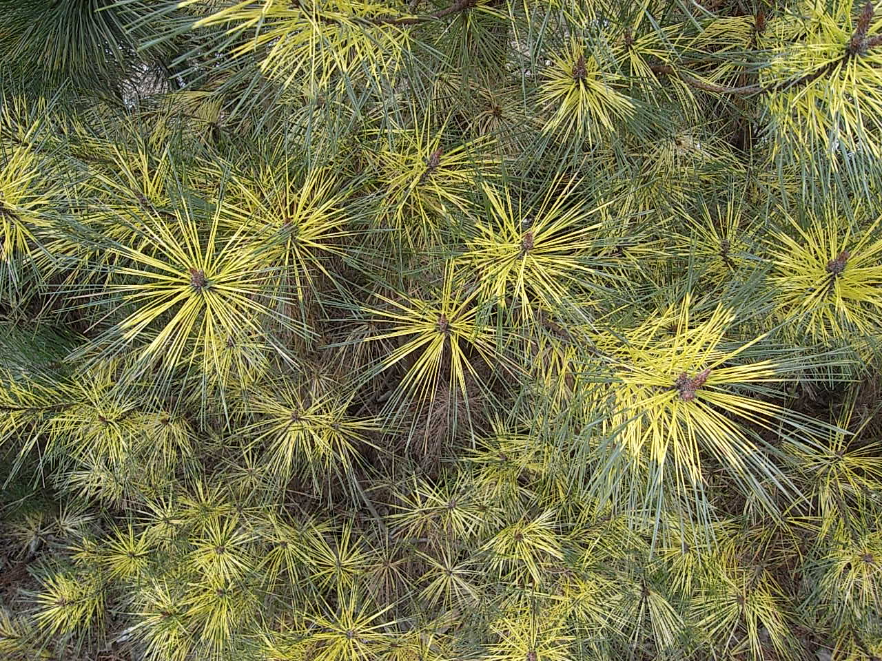 販売品目にジャノメアカマツを追加！ | 樹木好き！ I Love Trees
