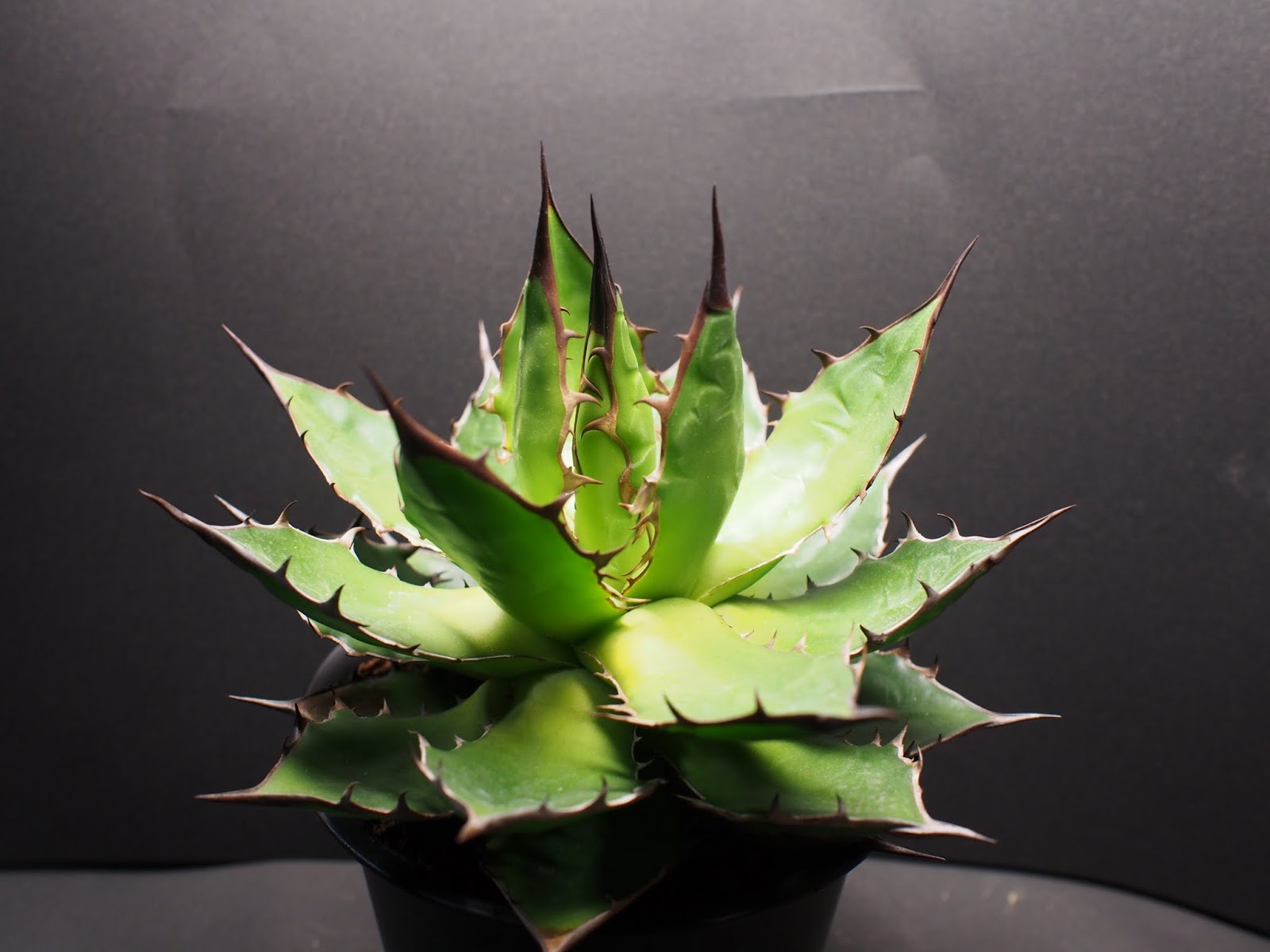ホリダ・ギルベイ – ROUKA – Succulents Note