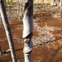 山採り天然木 ウリハダカエデ（瓜膚楓） 約4.0m | 八進緑産株式会社