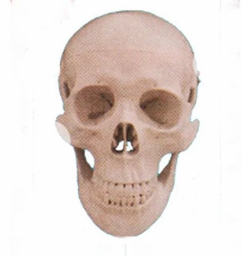 Human Skull Model Dx ZX-1202 at best price in Pune by Bep Edu