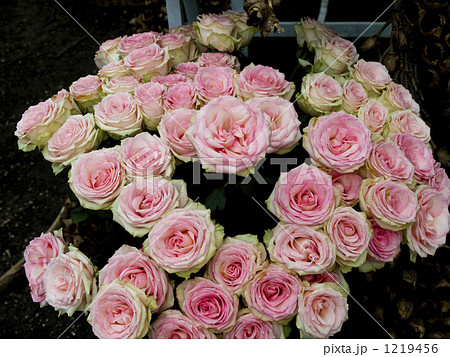 ピンクと白のグラデーションが美しいバラの花束の写真素材 [1219456