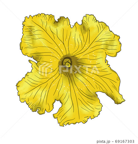 カボチャの花のイラスト素材 [69167303] - PIXTA