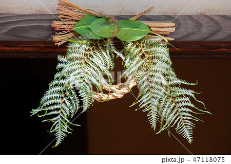 シダ ウラジロ 植物 正月飾りの写真素材 - PIXTA