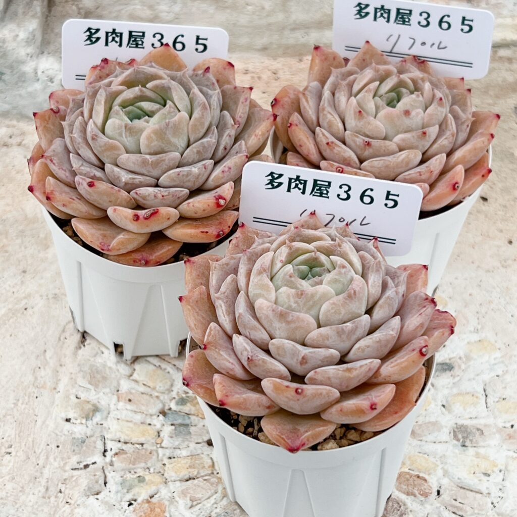 春の多肉祭り！店長厳選の多肉植物ラインナップを大公開！【BASE通販