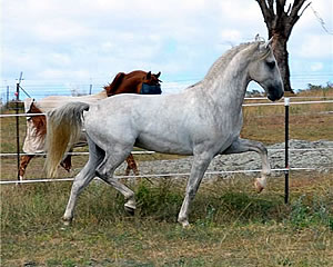 PIATNIK製 トランプ リピッツァナー(軽種馬) Lipizzaner I 馬の種類 > 軽種：リピッツァナー | 馬を知ろう！