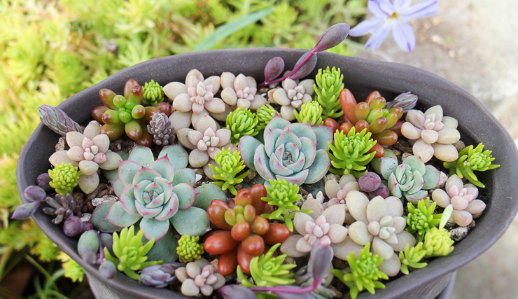 多肉の寄せ植えをつくったぞ＆虹の玉とエケベリア・フロスティが発根