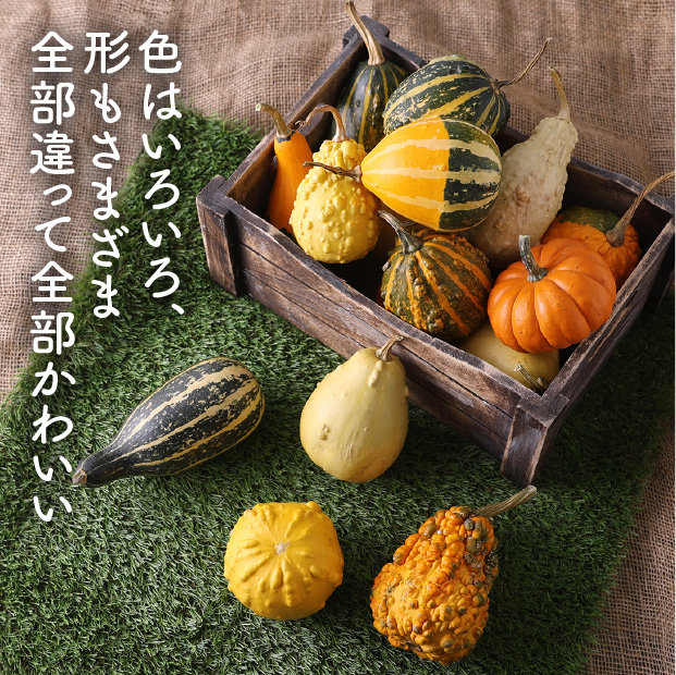 ハロウィン用】当別産 おもちゃかぼちゃ15個 | 食べレア北海道