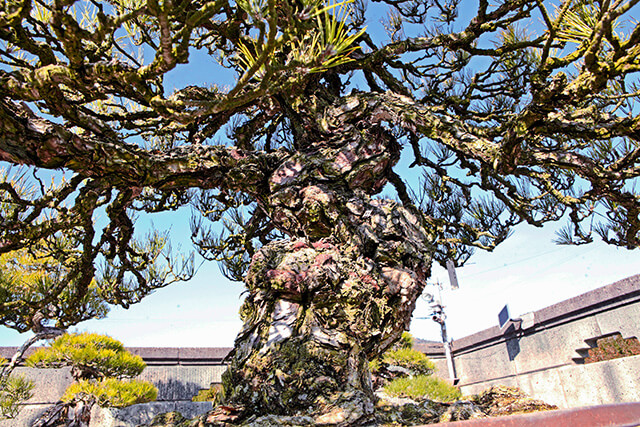 和の趣と美しさを鑑賞できる、松の魅力あふれる園「神髙松寿園