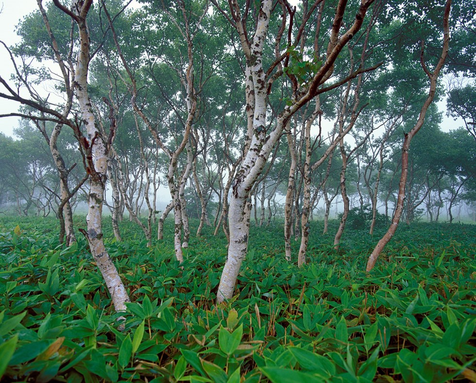 白樺と岳樺 | 竹内庭苑 【茅ヶ崎・湘南】造園・庭木の剪定