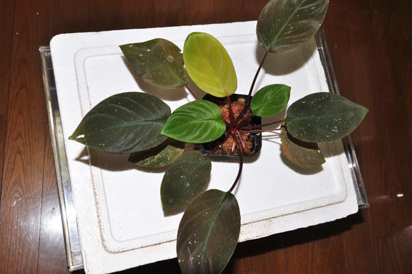 Homalomena sp. 