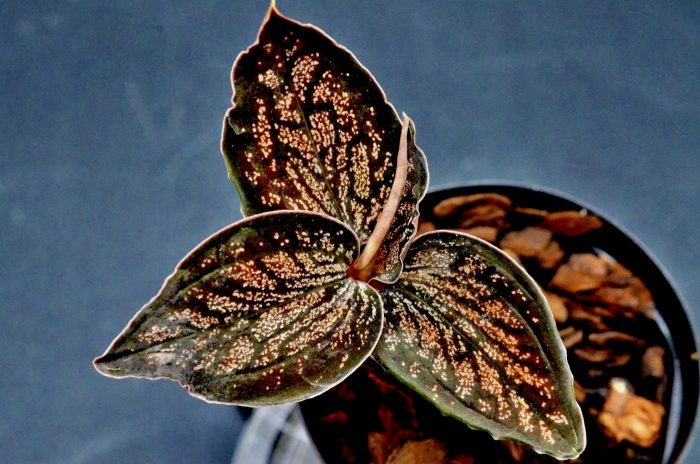 Cystorchis sp. Papua (Brown Type)-Eurycentrum？今後、追加or修正