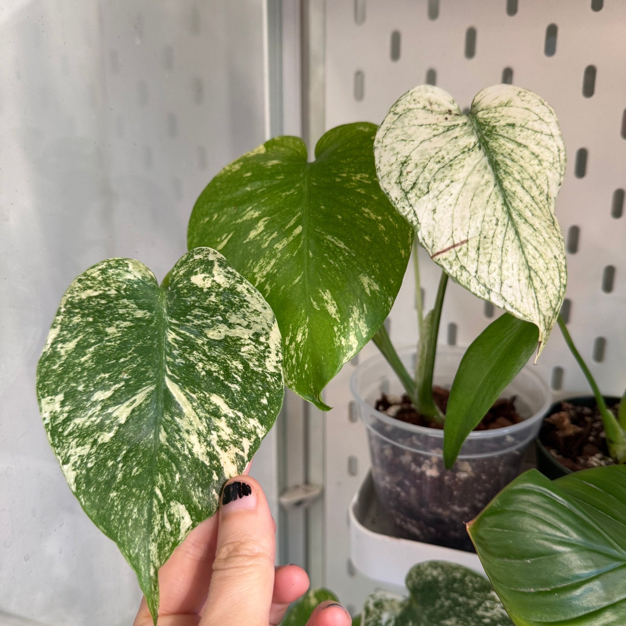 Monstera deliciosa 'Mint' – The Plant Lady SF